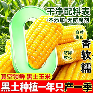 东北黄糯玉米当季新鲜软糯代餐黑土只产一季甜黏糯玉米棒低脂饱腹