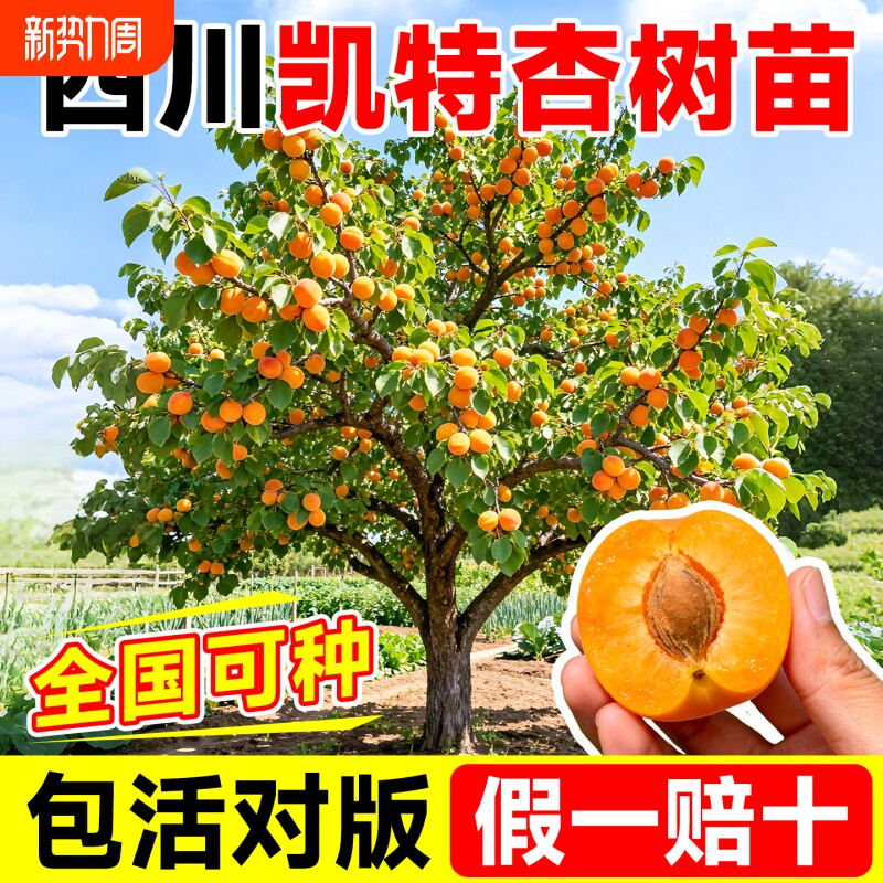 杏树果苗特大甜杏子南北方四季种植盆栽地栽果树苗真嫁接庭院阳台