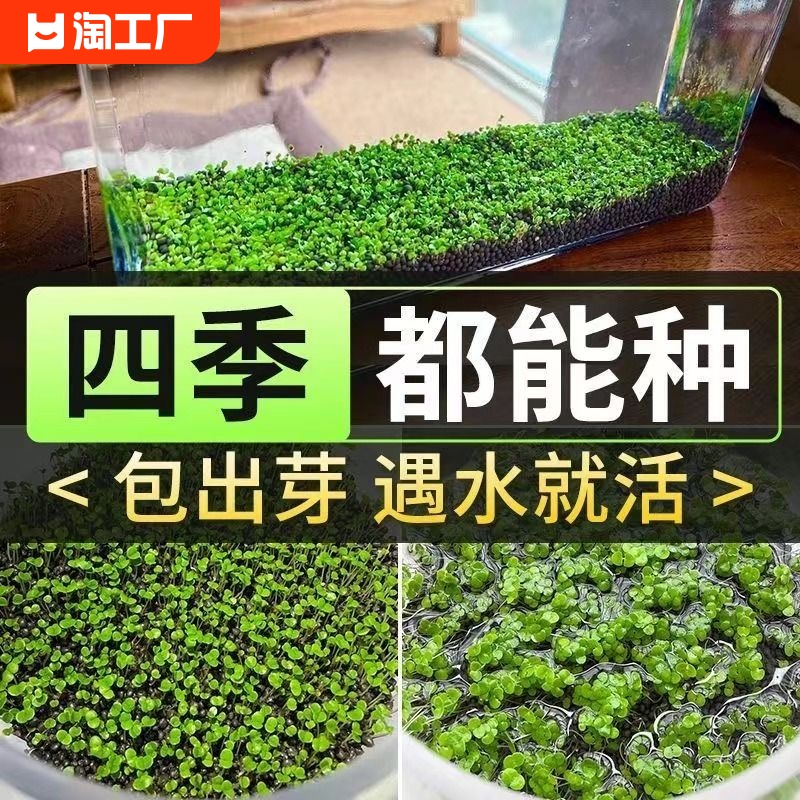 水草泥鱼缸专用生态陶粒砂底砂造景沙净水免洗水藻泥种植土营养