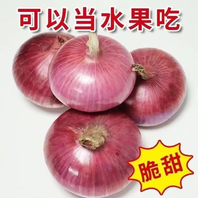 紫皮洋葱新鲜洋葱头生吃水果时令农家自种蔬菜紫红圆葱脆甜食用