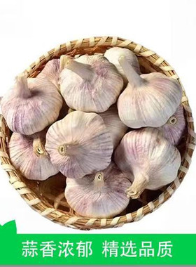 【芭芭农场兑换】紫皮大蒜2斤装单果4.5CM+12月1期补采