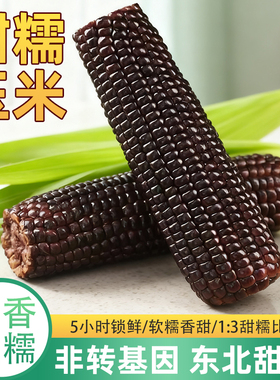 2025年新黑糯玉米大棒正宗东北玉米香甜糯健身减脂代餐早餐粗粮