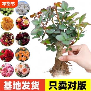 云南昆明玫瑰花苗老桩当年开花月季老根花卉绿植盆栽阳台种植耐寒