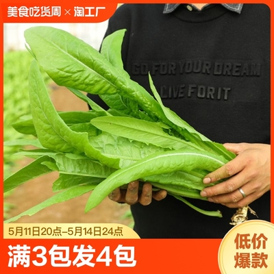 油麦菜种子四季播青菜种籽仔阳台菜籽盆栽籽种蔬菜孑春季菜种大全