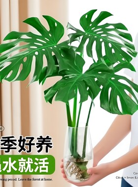 龟背竹室内净化空气美观