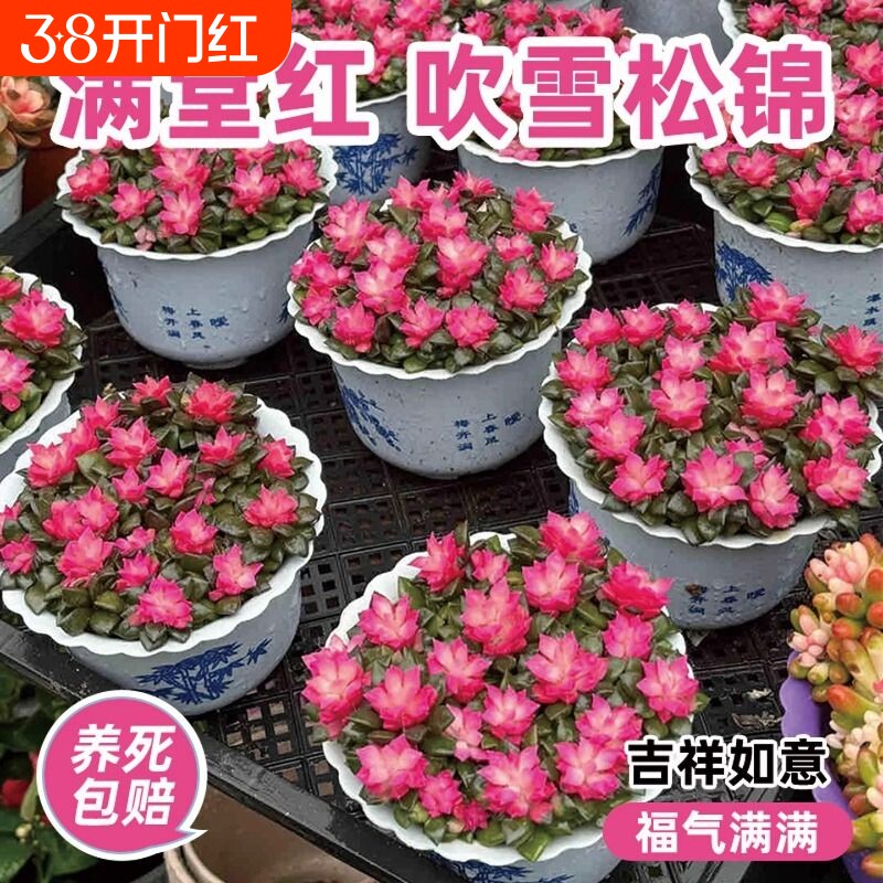 多肉植物小盆栽吹雪之松锦绿植花卉招财卡日松室内桌面带盆阳台