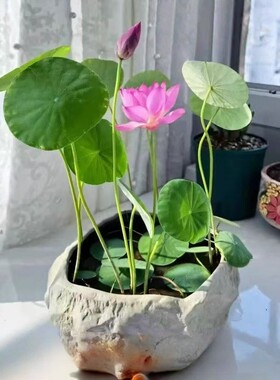 四季播水培睡莲种子 碗莲种子迷你荷花种子 盆栽池塘易种花卉种子