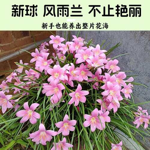 风雨兰种球清香型重瓣葱兰庭院阳台盆栽耐寒水培花卉绿植多规格