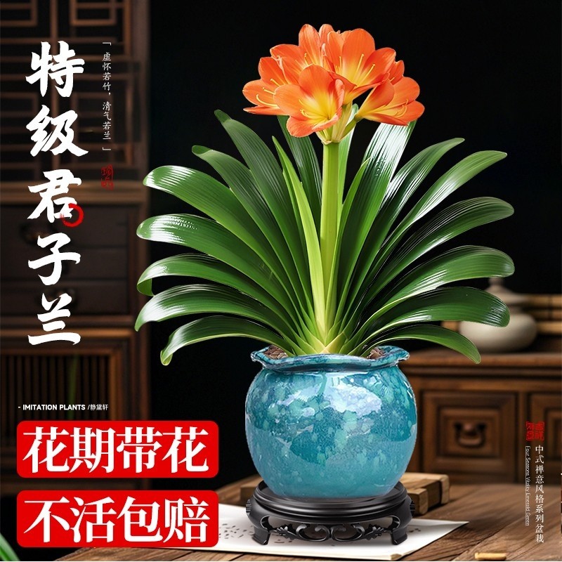 精品大盆君子兰盆栽带花苞名贵植物客厅室内花卉绿植四季好养易活