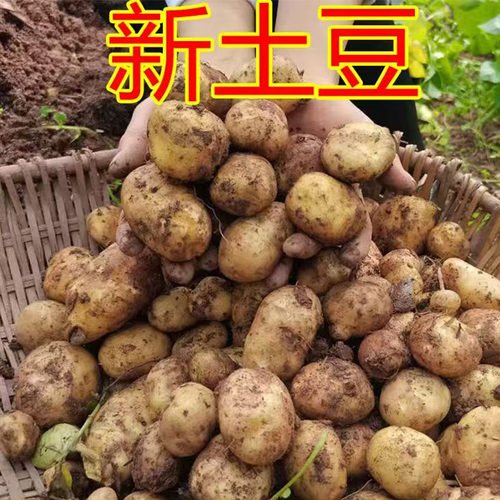 农家自种土豆新鲜时令黄心土豆