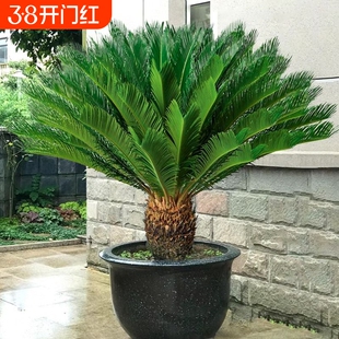 铁树盆栽植物苏铁小树苗四季庭院室内外客厅盆景龙铁好养花卉绿植