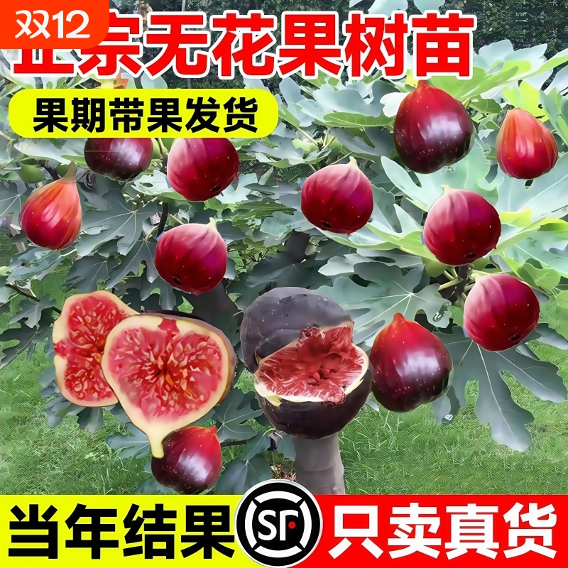 无花果树果苗带果盆栽树苗特大果四季格莱斯果树耐寒种植庭院青皮