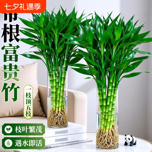 富贵竹水培植物|超5000次加购
