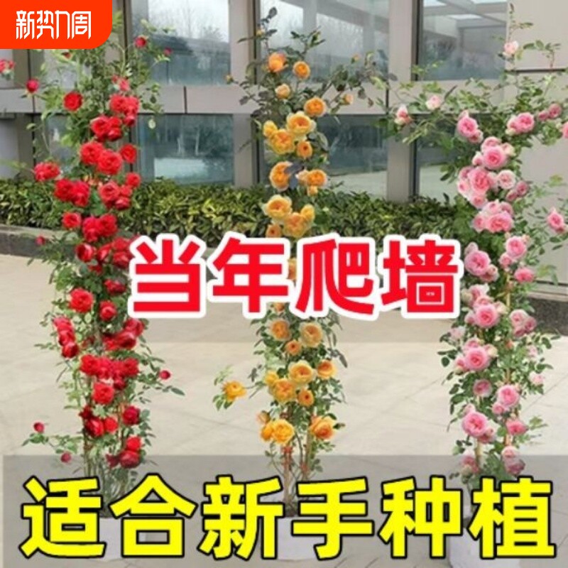 蔷薇花苗藤本月季大花庭院爬墙爬藤植物阳台玫瑰花卉盆栽室内开花