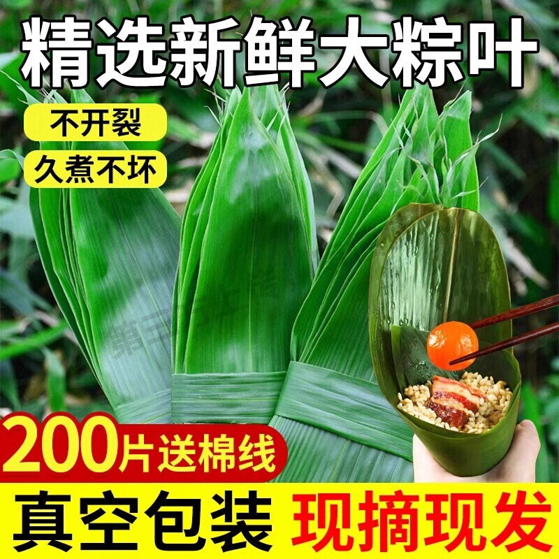 粽子叶包粽子专用棕叶新鲜大号新叶的叶子商用批发鲜粽叶现摘箬叶