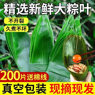 粽子叶包粽子专用棕叶新鲜大号新叶的叶子商用批发鲜粽叶现摘箬叶