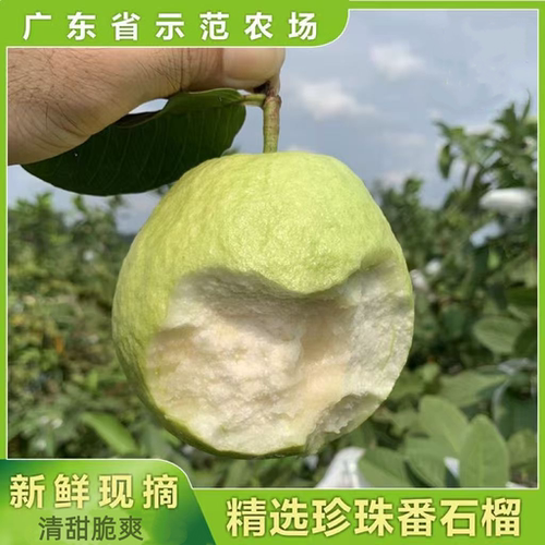 广东廉江特产白心芭乐脆甜番石榴热带孕妇新鲜低糖分水果红心现摘