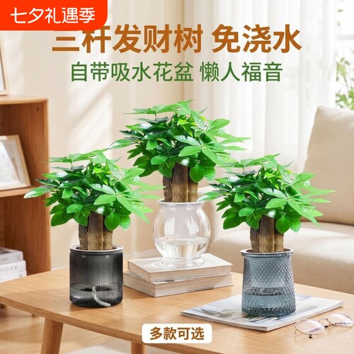 发财树小盆栽旺宅|超3000次加购