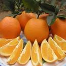 脐橙橙子甜蜜多汁新鲜当季 直发榨汁专手剥爆汁橙子满满维c橙子