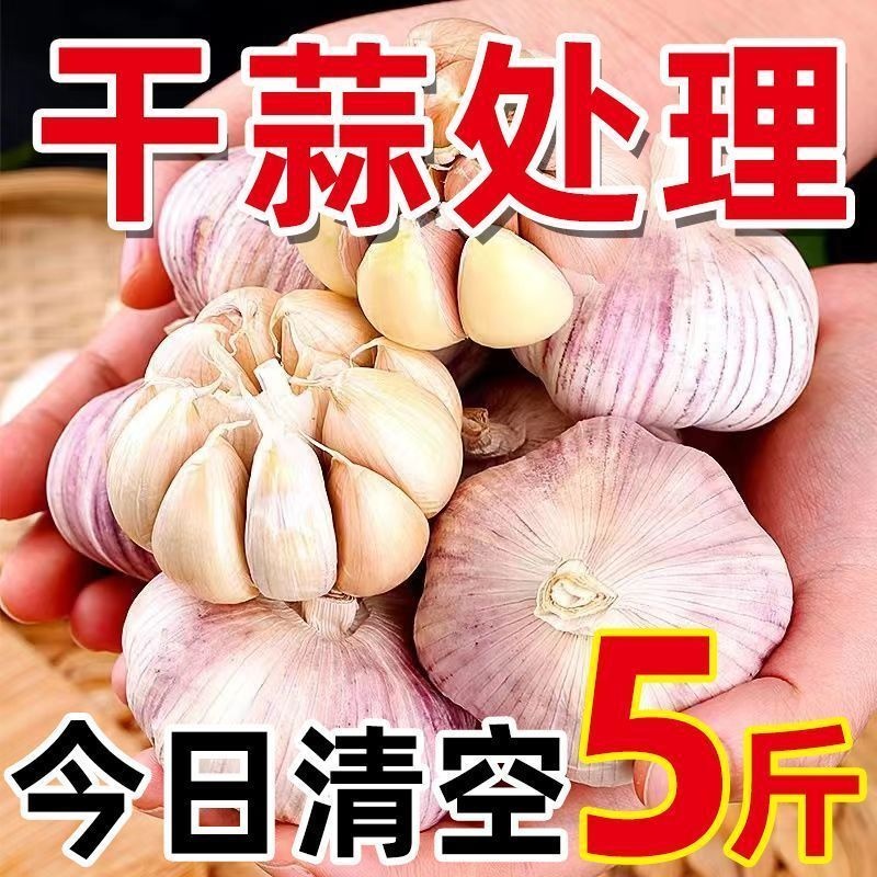 2025山东大蒜头干蒜5斤新鲜紫皮新干蒜农家自种大蒜种子蔬菜批发
