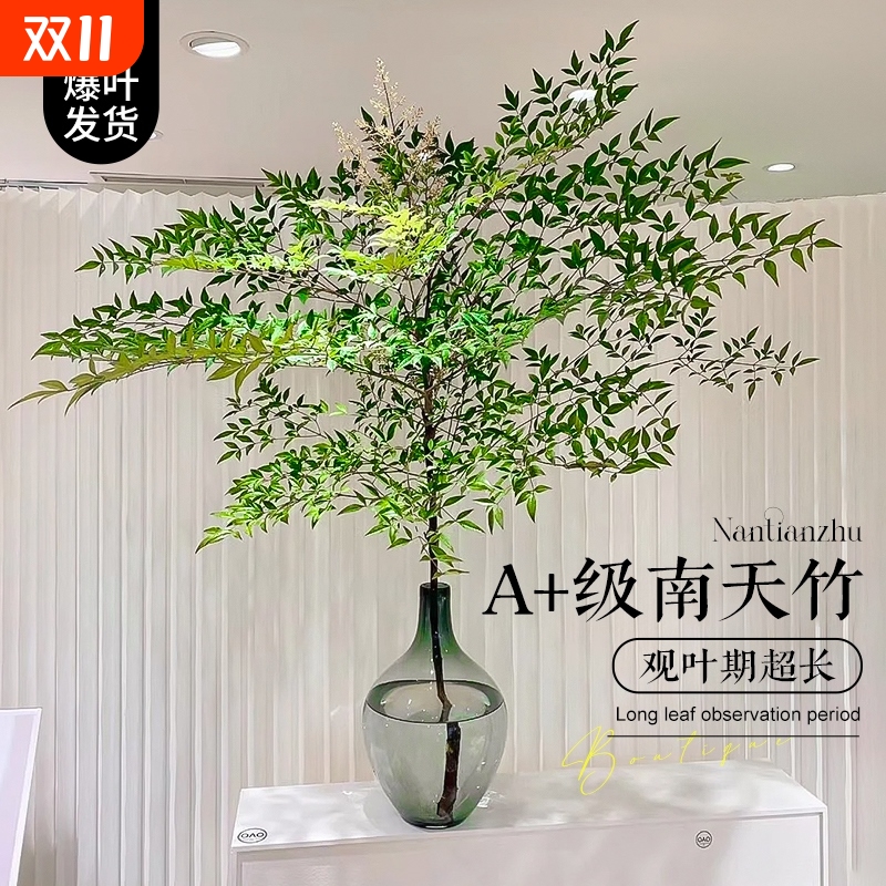 南天竹水培植物盆栽火焰室内客厅水养带根绿植落地造景卧室观叶