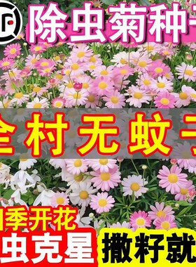 除虫菊种子小雏菊花种籽室内阳台驱蚊草花卉种孑种植四季播种开花