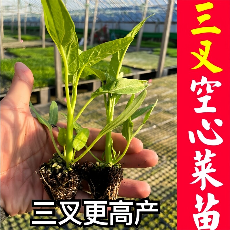 三叉空心菜苗种子四季蔬菜苗籽苗广东大叶空心菜苗带根羊角水果