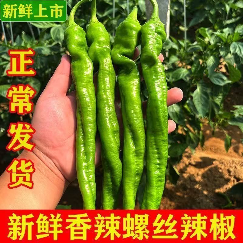 东北螺丝椒薄皮辣椒产地直发现摘现发炒菜凉拌新鲜直发批发顺丰
