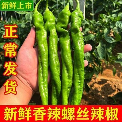 东北螺丝椒薄皮辣椒产地直发现摘现发炒菜凉拌新鲜直发批发顺丰