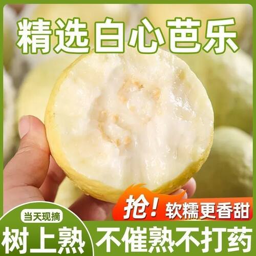 白心奶油芭乐广西新鲜番石榴软糯冰淇淋口感当季水果现摘包邮