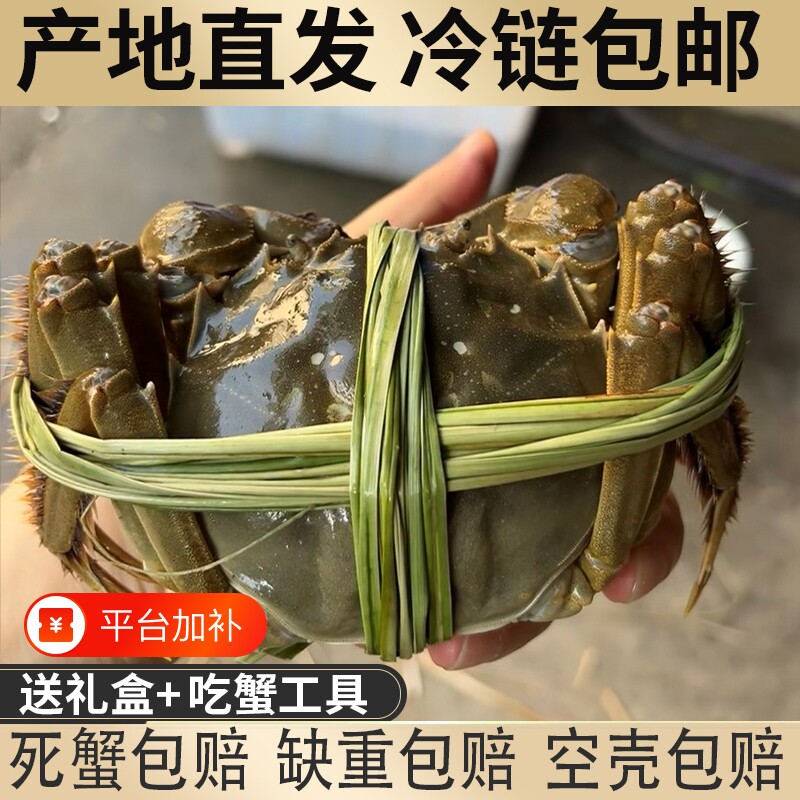 正宗鲜活江苏清水大闸蟹螃蟹母蟹顺丰冷链包邮全母水产礼盒直发
