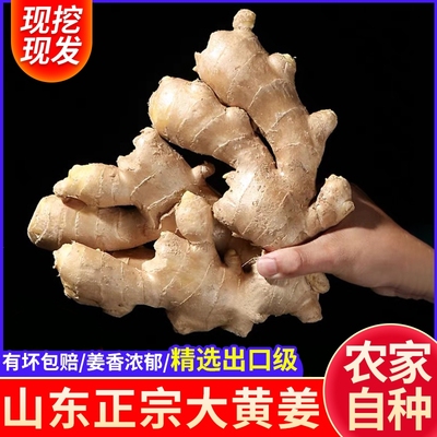 【出口品质】山东新鲜整片大黄姜高品质干姜生姜批发价老姜种批发