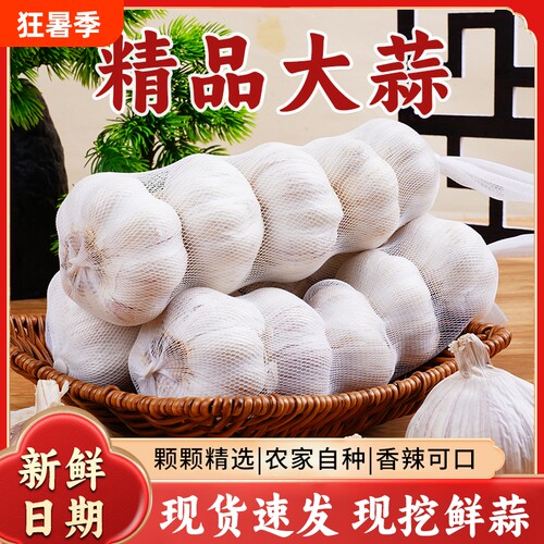 山东紫皮大蒜网兜干蒜批发
