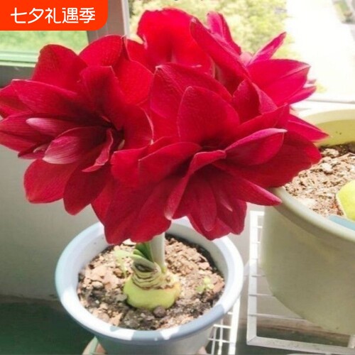 【常年开花】朱顶红当年开花重瓣耐寒盆栽室内阳台四季开花
