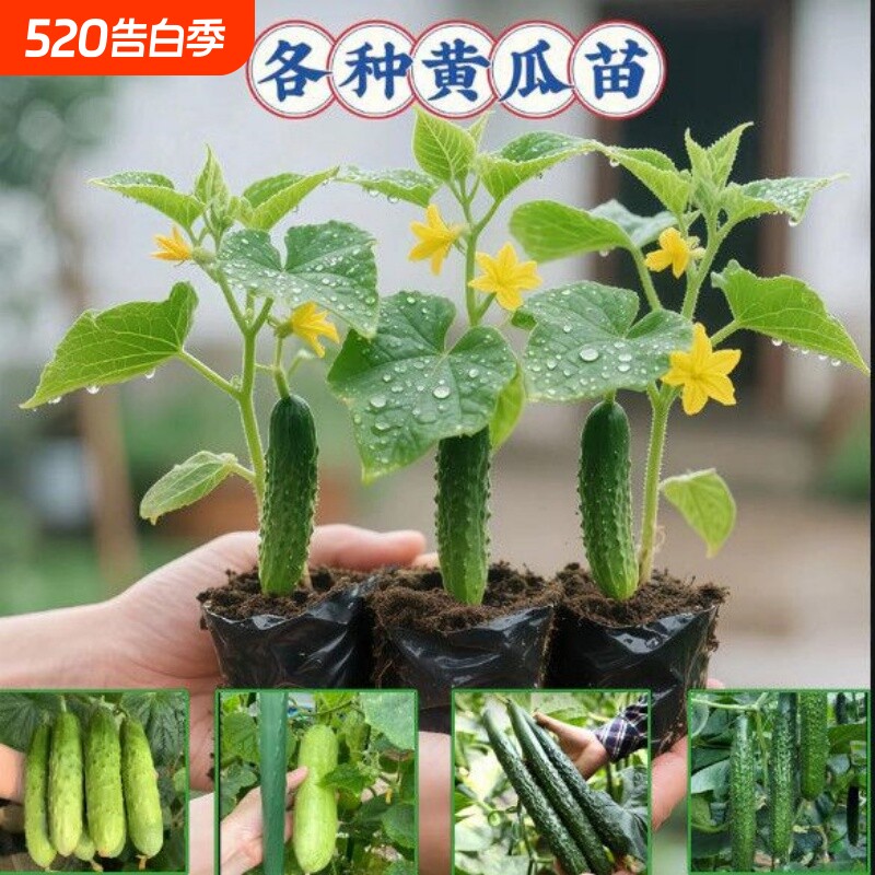 四季阳台旱黄瓜秧苗蔬菜种苗黄瓜苗水果黄瓜秧苗盆栽苗大黄瓜秧苗
