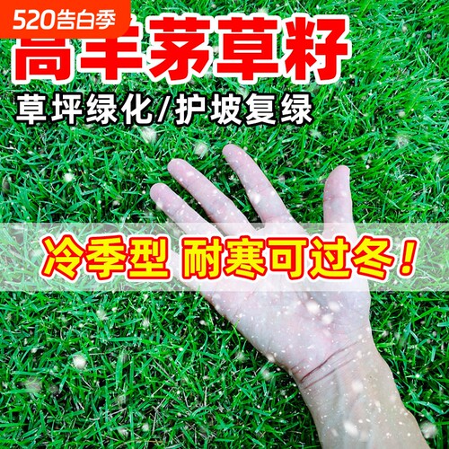 高羊茅草籽耐寒四季青护坡绿化黑麦草庭院草坪种子种植高尔夫地毯