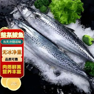 大鲅鱼新鲜活鲐鲅鱼马鲛鱼大整条冷冻青花鱼马友鱼海鲜马交鱼批发