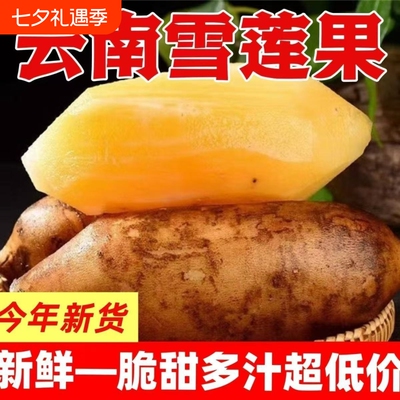 云南天山雪莲果新鲜水果当季现挖脆甜红心黄心雪连果孕妇水果