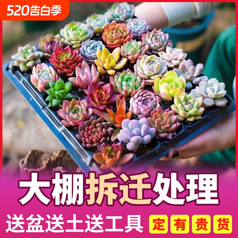 多肉植物室内带盆组合小盆栽带桩大颗好养活多品种花卉绿植营养土