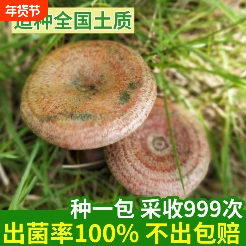 野生乌枞菌黄种植花盆四季阳台室外可种食用庭院