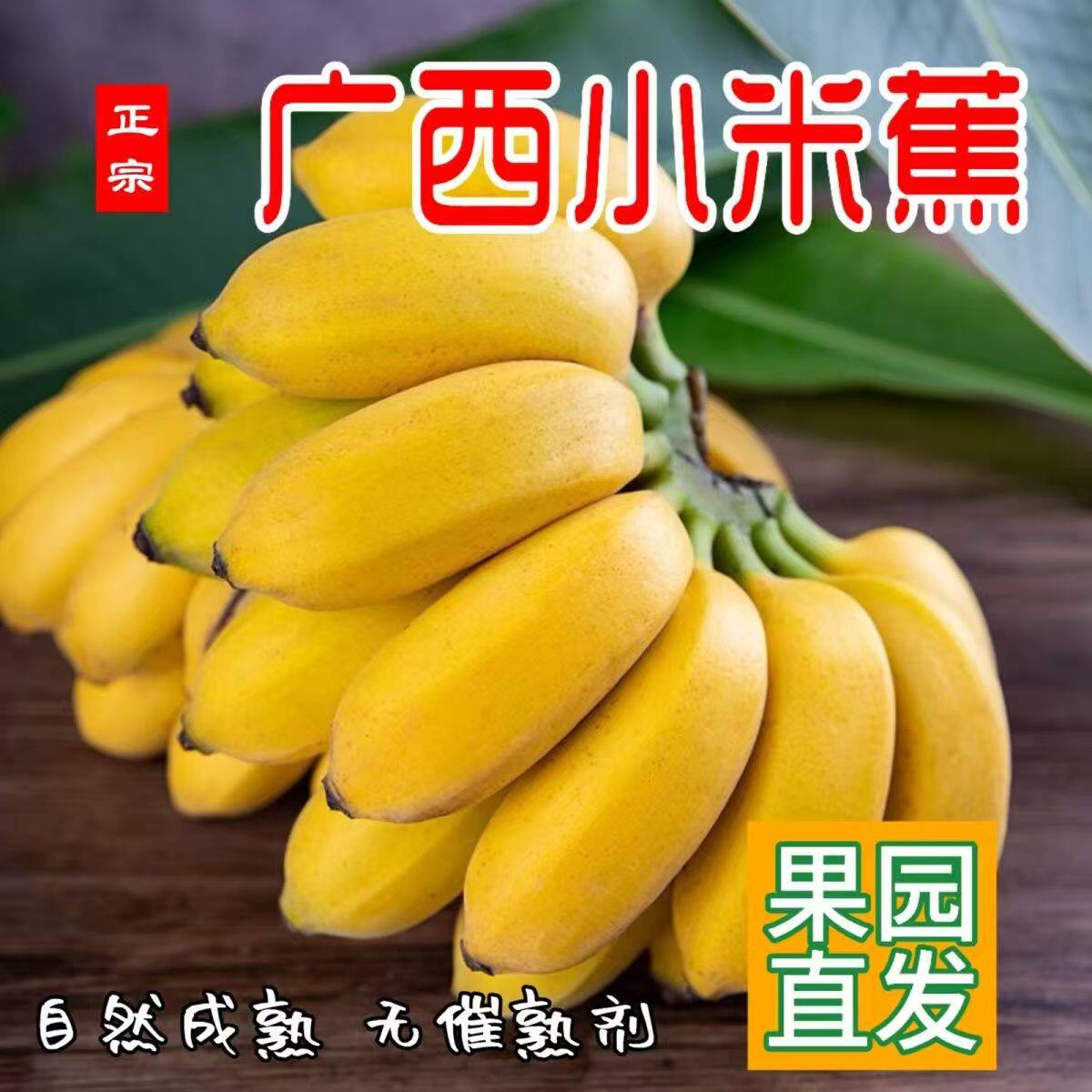正宗广西小米蕉鸡蕉皇帝蕉甜糯孕妇当季新鲜水果薄皮香蕉整箱批发