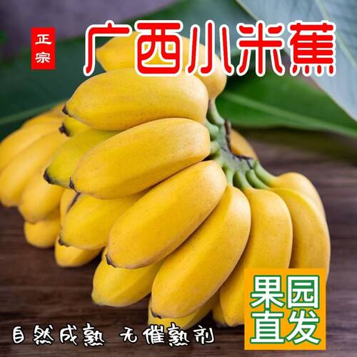 正宗广西小米蕉鸡蕉皇帝蕉甜糯孕妇当季新鲜水果薄皮香蕉整箱批发