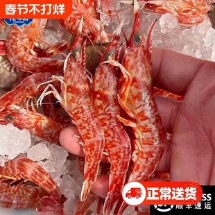 探味岛顺丰包邮福建樱花虾鲜活甜虾鸡冠虾冷冻大红虾海鲜水产到家