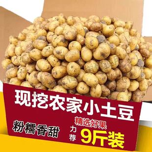 正宗恩施富硒黄心小土豆新鲜迷你高山现挖马尔科小个土豆马铃薯