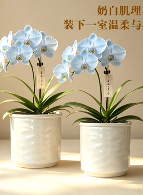 ins风北欧陶瓷花盆桌面摆件
