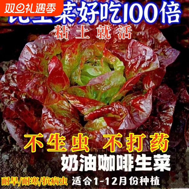 奶油咖啡生菜种子紫叶球