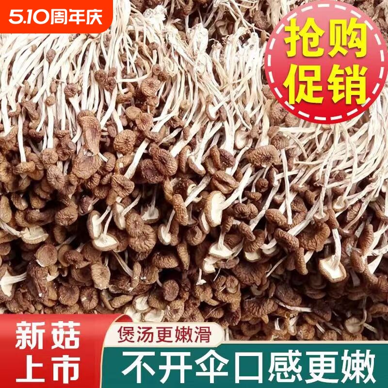 古田茶树菇菌状元农家新货香菇干货茶新菌菇虫草毛重煲汤净重批发