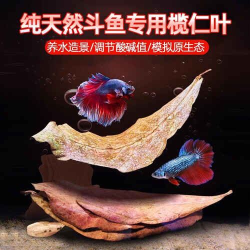 斗鱼榄仁叶调节水质|千人加购