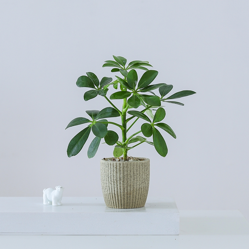 鸭掌木盆栽办公室内好养绿植