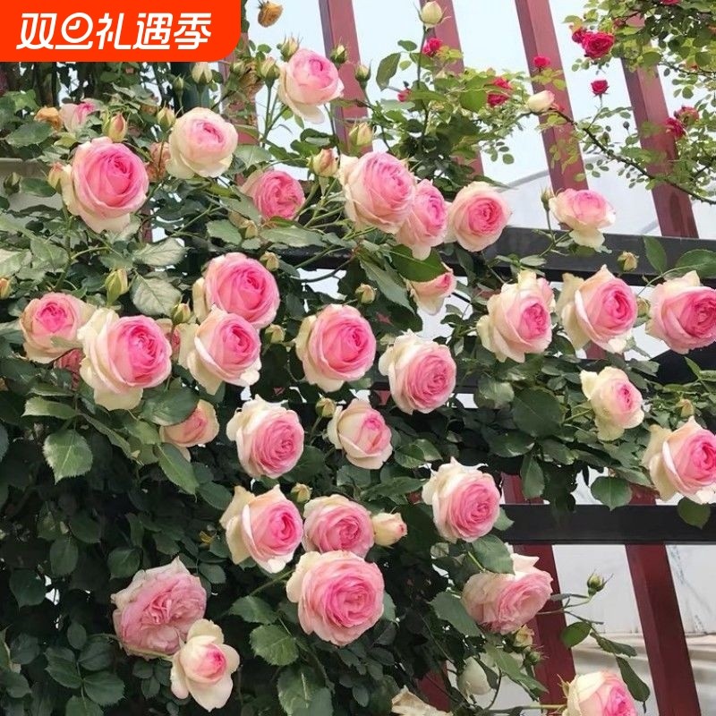 爬藤蔷薇月季老桩花苗大花浓香庭院阳台植物花卉玫瑰花苗四季开花